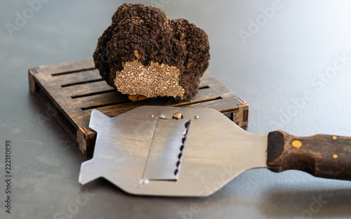 Giant and expensive rare black truffle mushroom