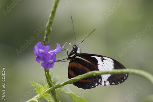 Butterfly close up macro