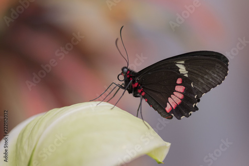 Butterfly close up macro