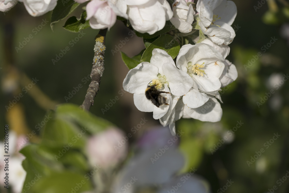 apple blossom with bumblebee in spring apple blossom with bumblebee in spring