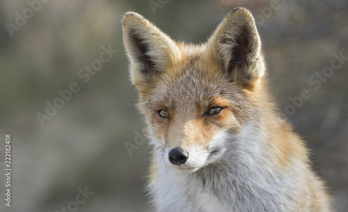 Fox