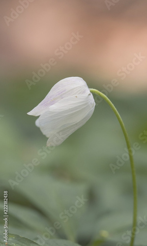 Flower closeup