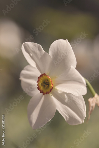 Flower closeup