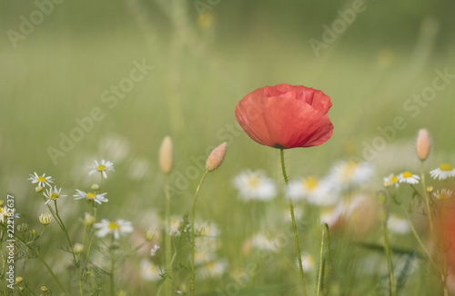 Poppy