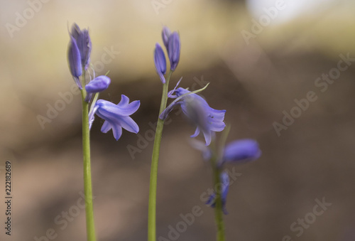 Purple flower