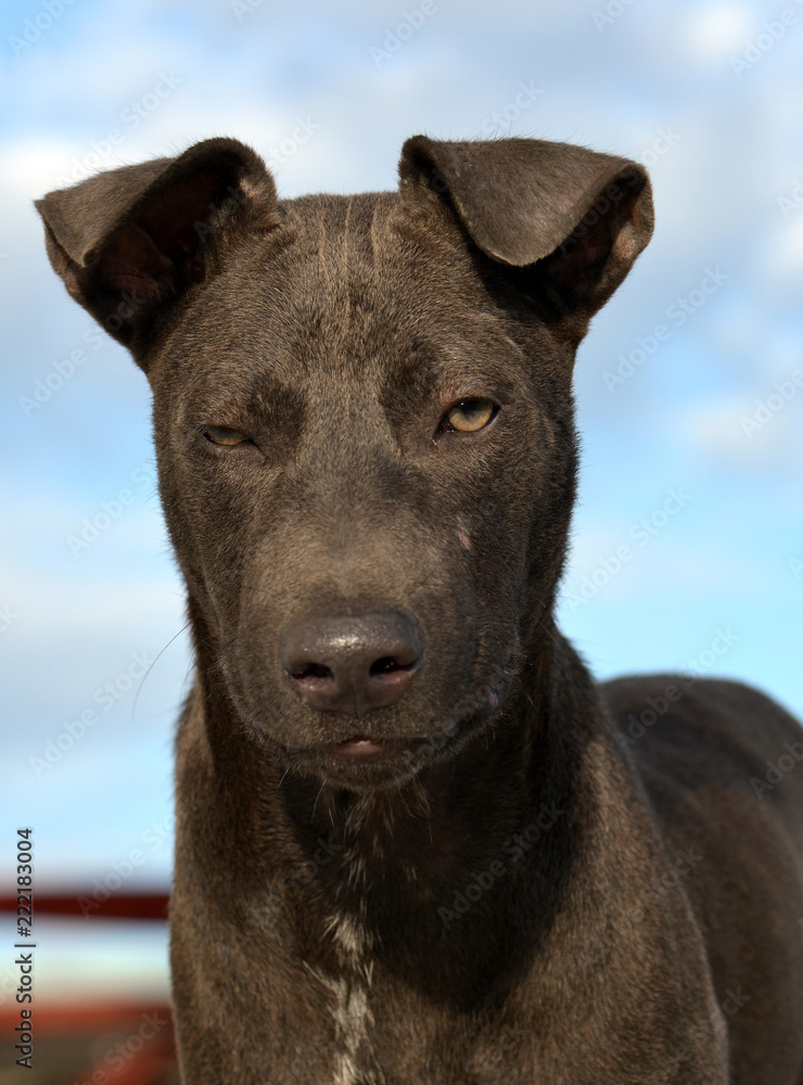 Portrait of vagrant black dog expresstion feeling