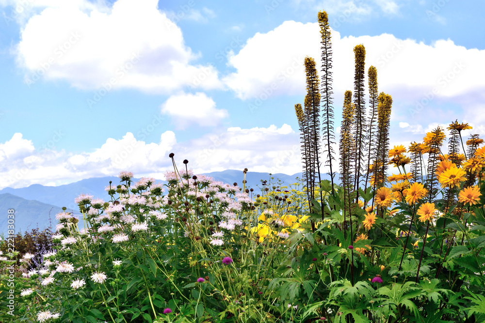 富士見高原 青空と夏の花壇 Stock Photo Adobe Stock