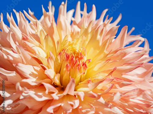 Fototapeta Naklejka Na Ścianę i Meble -  Bunte Dahlie vor blauem Himmel