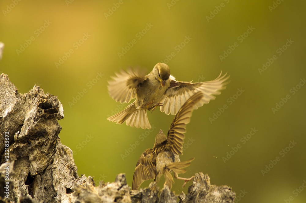 Fototapeta premium Birds fightning for food