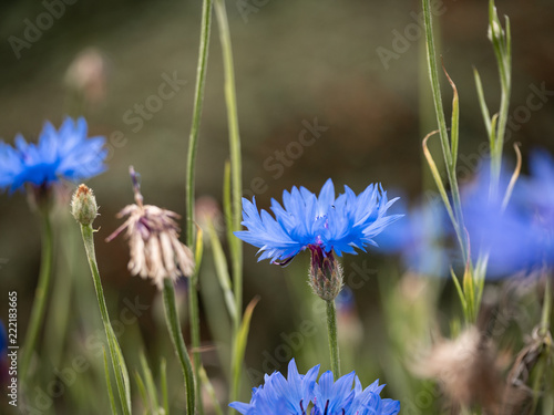 blume