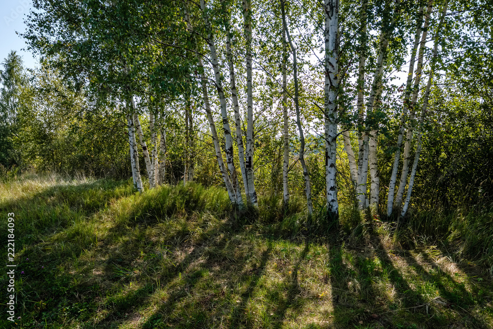 birch tree trunk texture in direct sunlight