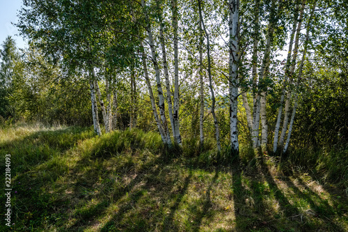 birch tree trunk texture in direct sunlight