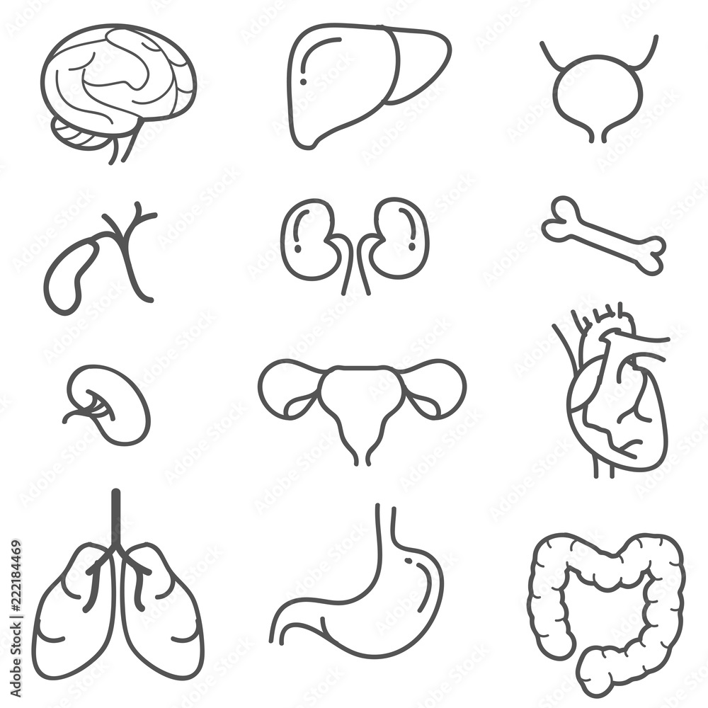Fototapeta premium Human organs line icon set