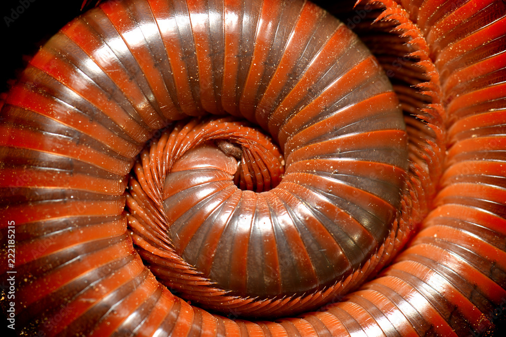Texture of the Millipede protect them self by round body
