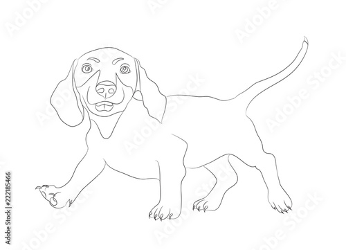 dachshund stands, dog, lines, vector