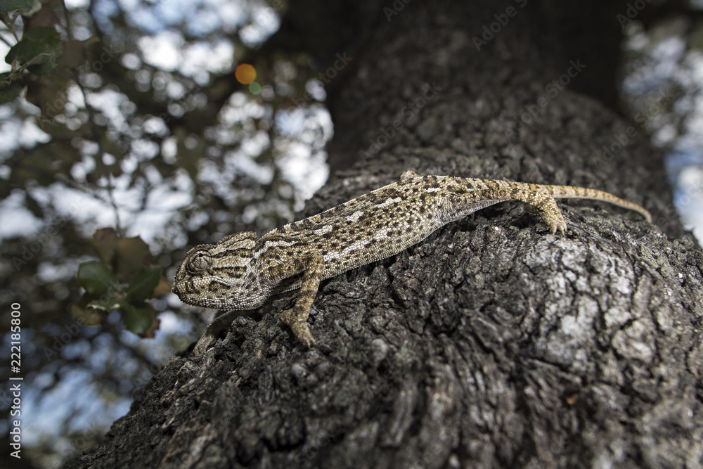 Obraz premium Chameleon