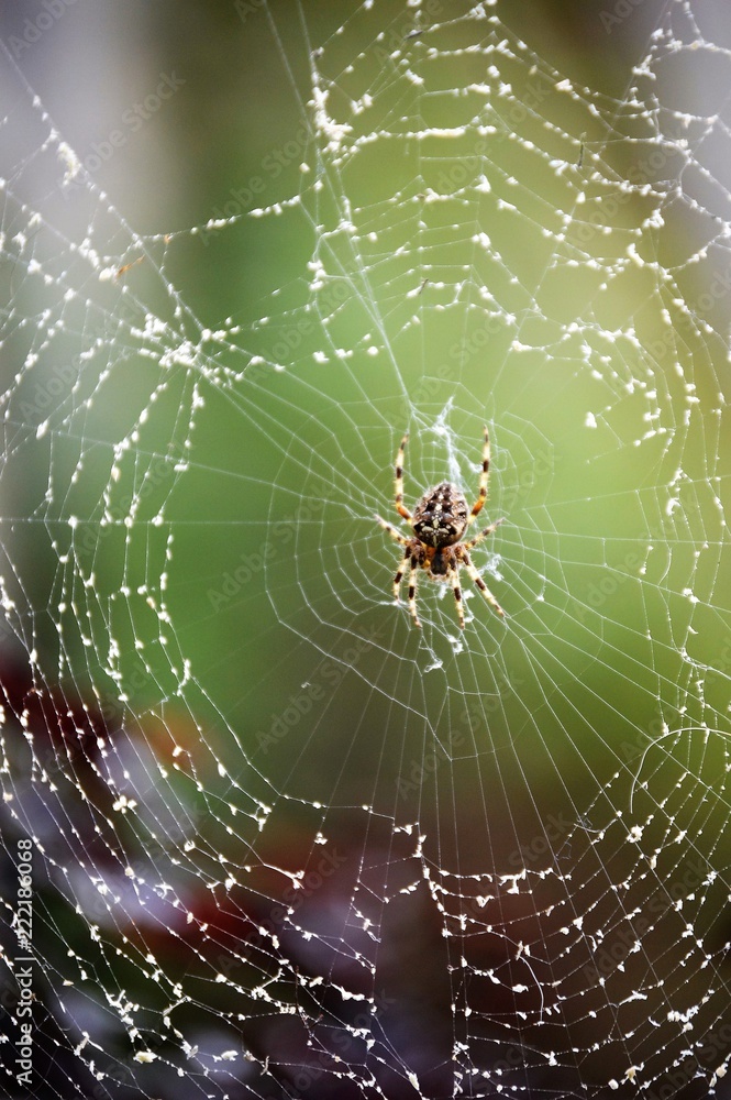 Araña en el centro de la tela Araña en el centro de la tela