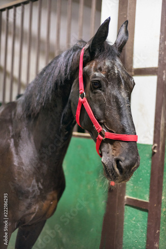 Horse in the stable © herraez
