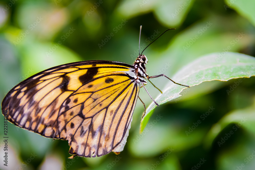 Close-up of a beautiful Paper Kite a tropical butterfly with a warm soft-focus color background september 10, 2018 Close-up of a beautiful Paper Kite a tropical butterfly with a warm soft-focus color background september 10, 2018