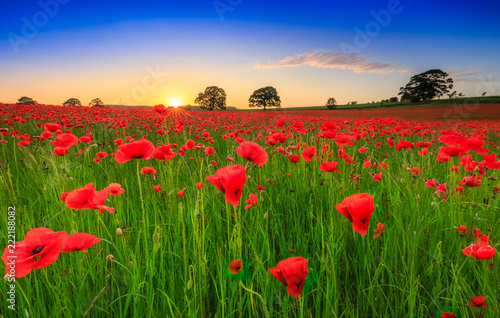 Poppy field sunset