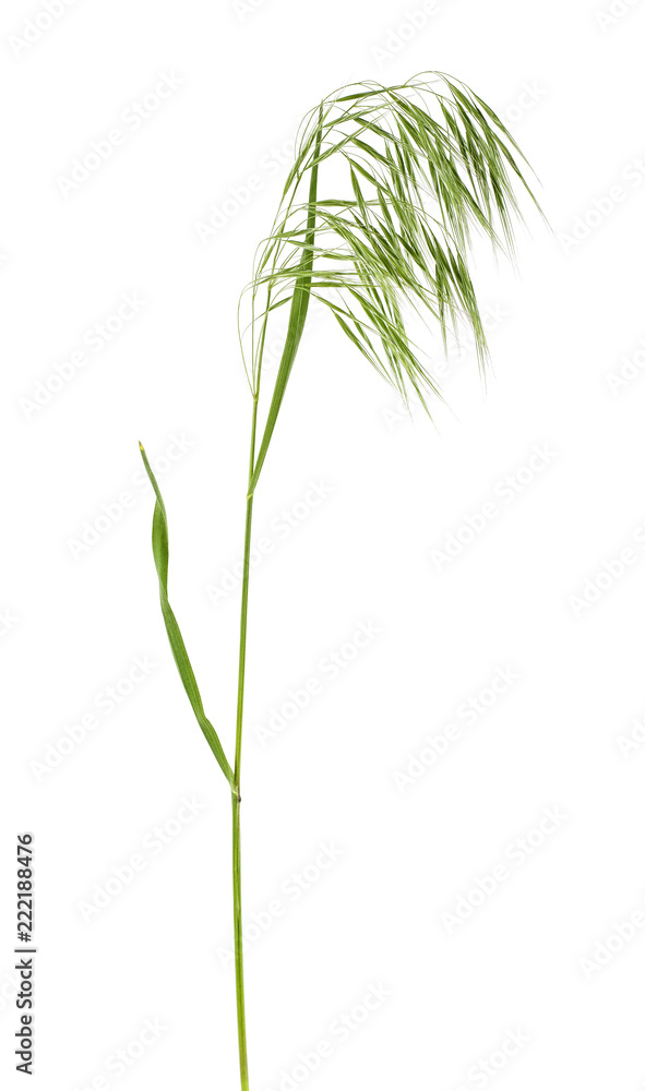 Fototapeta premium Single green spikelet on a white background