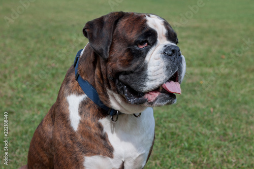 Brindle boxer puppy with lolling tongue is sitting on a green meadow. Pet animals. © tikhomirovsergey