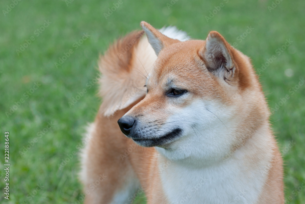 Cute red shiba inu. Japanese small size dog or japanese turf dog. Pet animals.