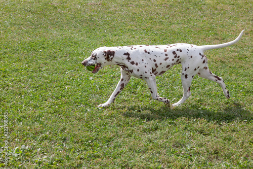 Wallpaper Mural Cute dalmatian puppy is carrying a small ball in his teeth. Pet animals. Torontodigital.ca