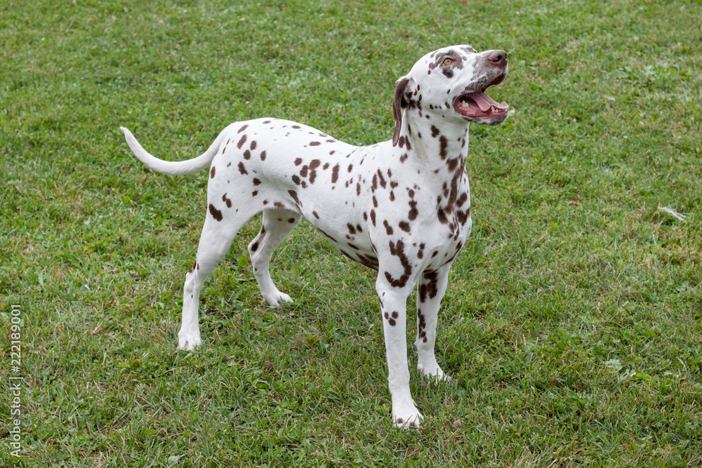 Cute dalmatian puppy is standing on a green meadow. Pet animals.