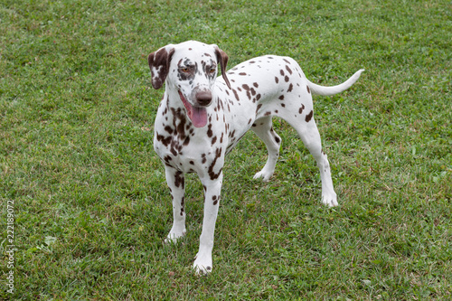 Cute dalmatian puppy is standing on a spring meadow. Pet animals. © tikhomirovsergey