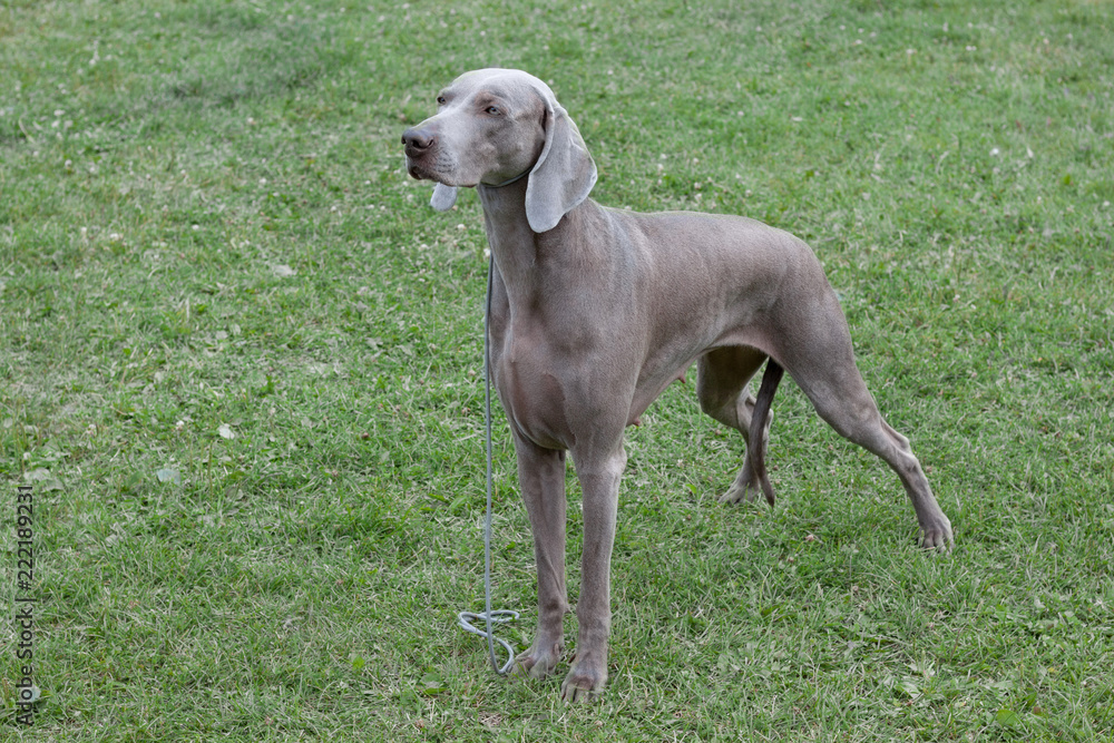 Cute short-haired weimaraner vorstehhund is standing on a green meadow. Pet animals.