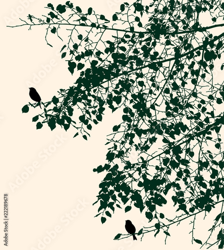 Silhouettes of birds on linden branches