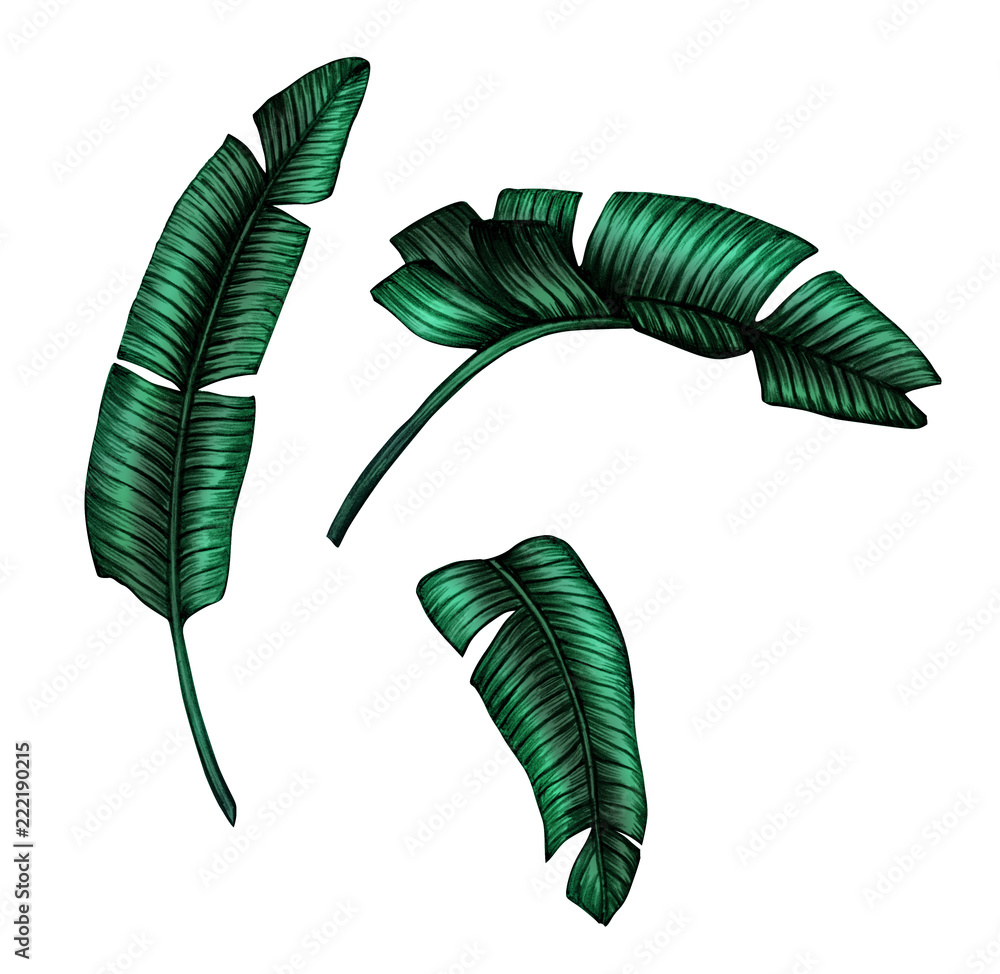 Banana leaves clip art. Tropical banana leaf illustration isolated on white  background. Stock Illustration | Adobe Stock