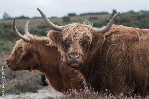 Highland cattle in the New Forest located in Hampshire UK