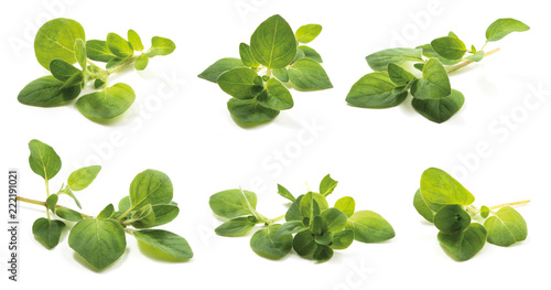 Oregano (Origanum vulgare herba), fresh leaves has high antioxidant properties of the drug. isolated on a white background.