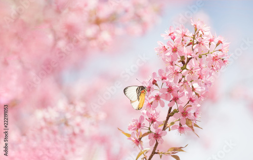 pink sakura flowers  beautiful Cherry Blossom in nature .