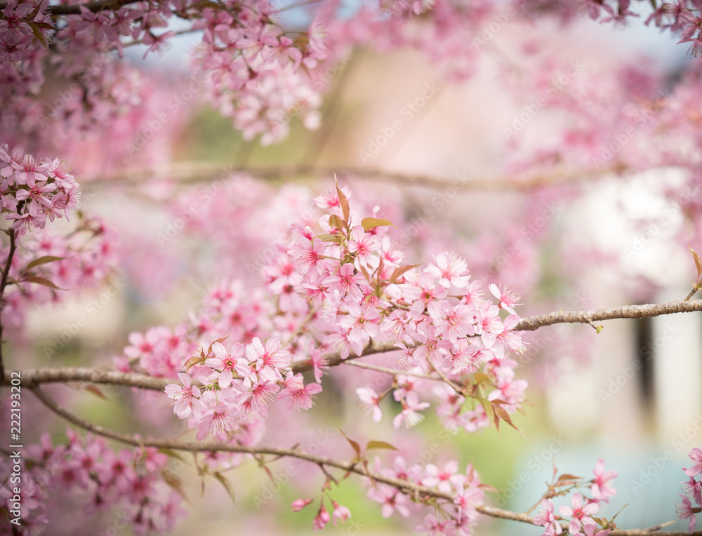 pink sakura flowers, beautiful Cherry Blossom in nature . pink sakura flowers, beautiful Cherry Blossom in nature .