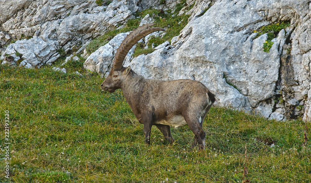 Wild european alpine ibex in nature environment