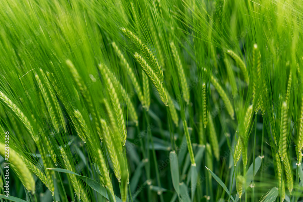 Blurry beautiful landscape, a field of green wheat in Golden Dobrudzha, fluffy white clouds in the sky, a place for advertising. Shallow depth of focus. Blurry beautiful landscape, a field of green wheat in Golden Dobrudzha, fluffy white clouds in the sky, a place for advertising. Shallow depth of focus.