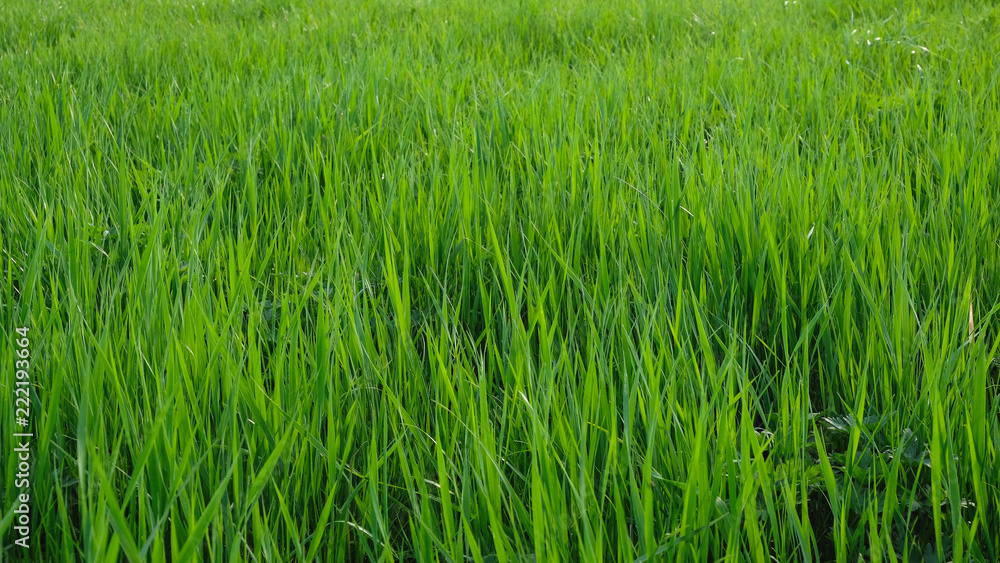 Background of a green grass