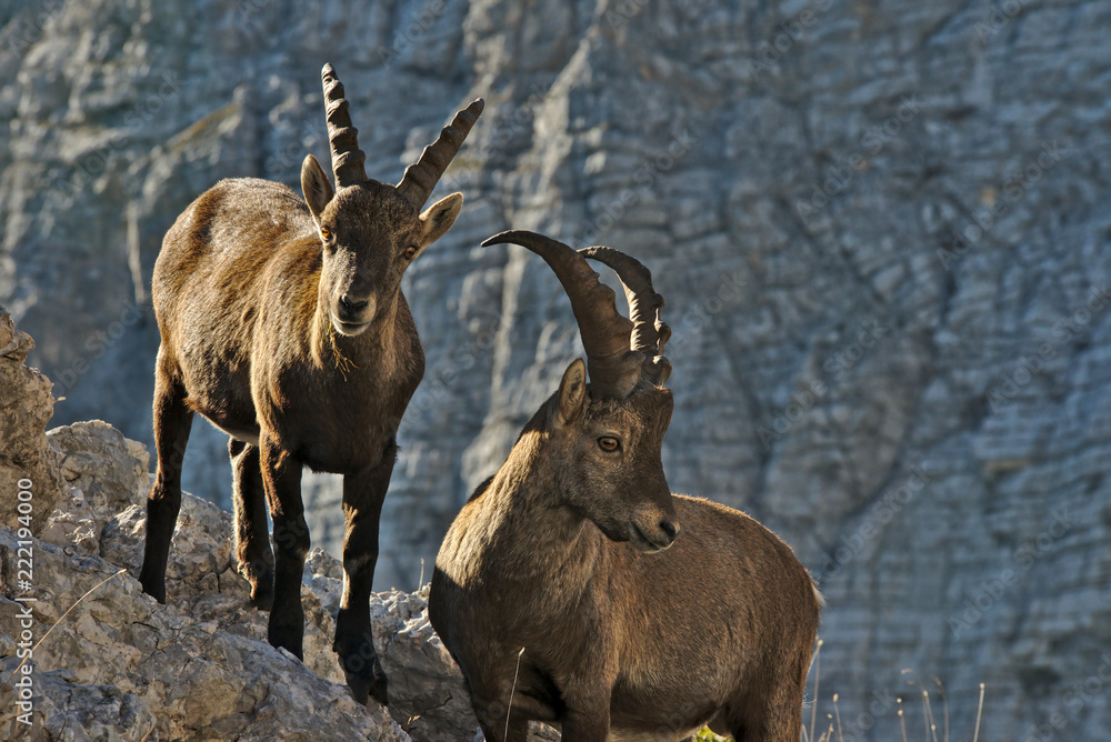 Wild european alpine ibex in nature environment Wild european alpine ibex in nature environment