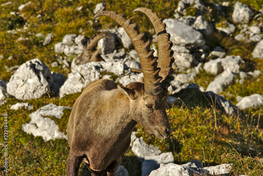 Wild european alpine ibex in nature environment Wild european alpine ibex in nature environment