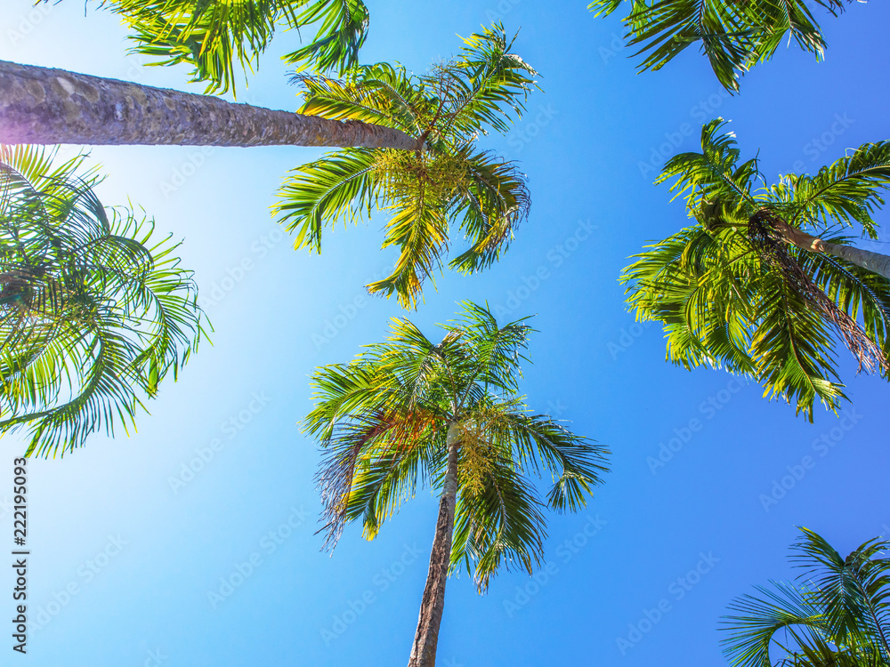Naklejka premium Tree leaf in frame view which looking up against sky
