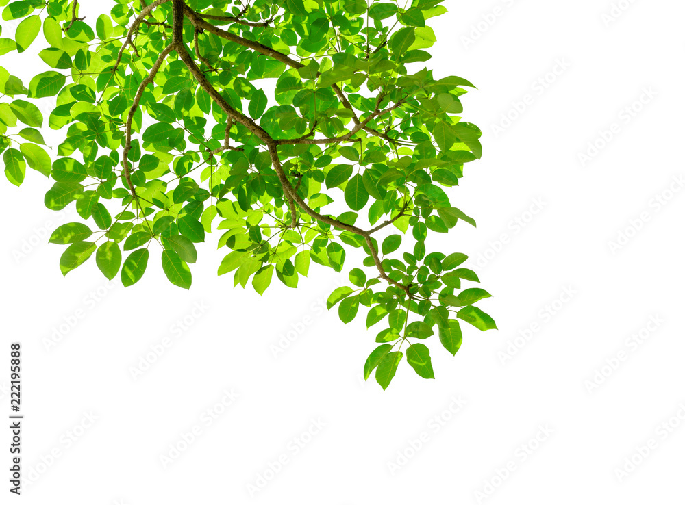 Tree leaf of tropical plant Tree leaf of tropical plant