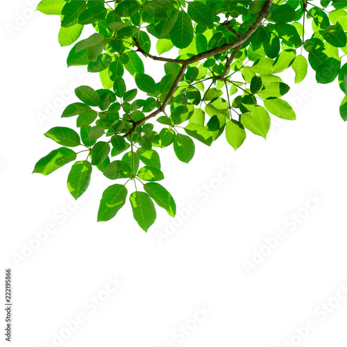 Tree leaf of tropical plant, vacation and relaxation