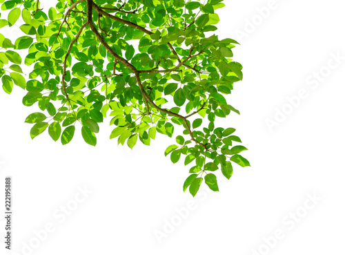Tree leaf of tropical plant