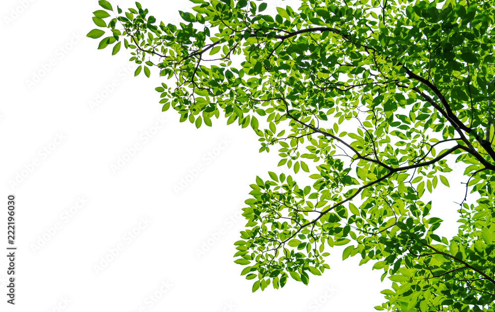 Tree leaf of tropical plant, vacation and relaxation Tree leaf of tropical plant, vacation and relaxation