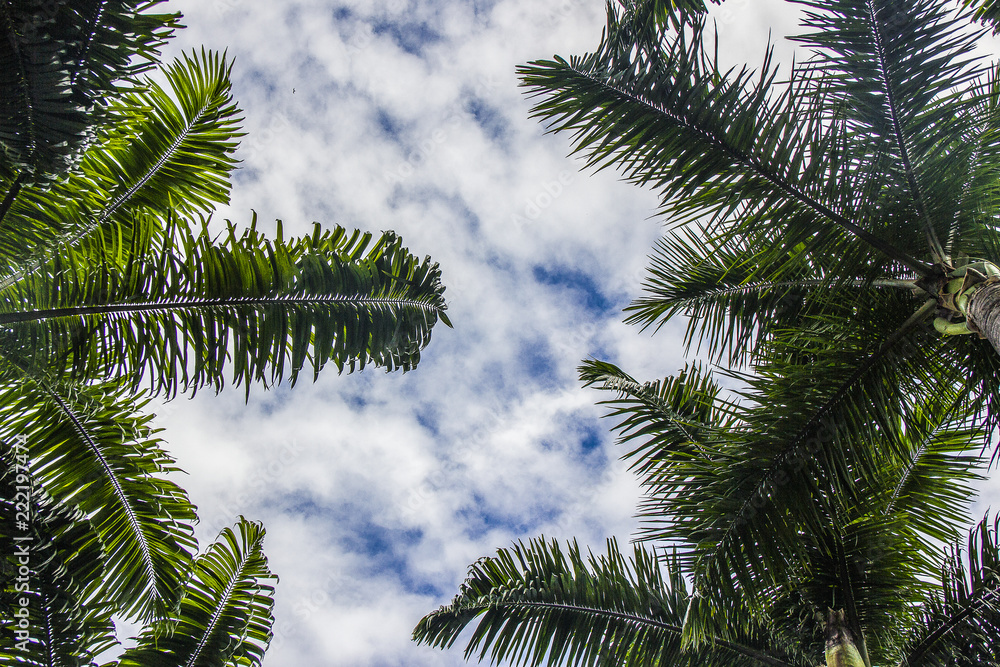 Brazilian palm tree