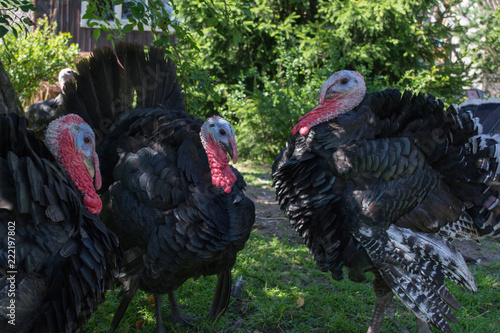Turkeys in the garden with beautiful tails