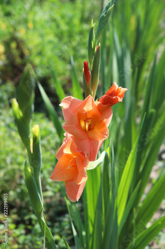 Fototapeta Naklejka Na Ścianę i Meble -  A beautiful gladiolus in green leaves blooms in the garden. Bloom of summer